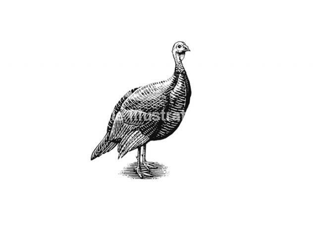 wild-turkey 2